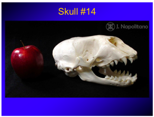 Skull #14
O) J. Napolitano
