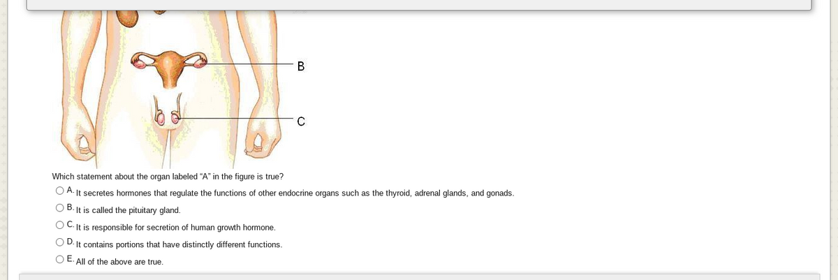 В
Which statement about the organ labeled "A" in the figure is true?
O A. It secretes hormones that regulate the functions of other endocrine organs such as the thyroid, adrenal glands, and gonads.
O B. It is called the pituitary gland.
O C. It is responsible for secretion of human growth hormone.
O D. It contains portions that have distinctly different functions.
O E. All of the above are true.
