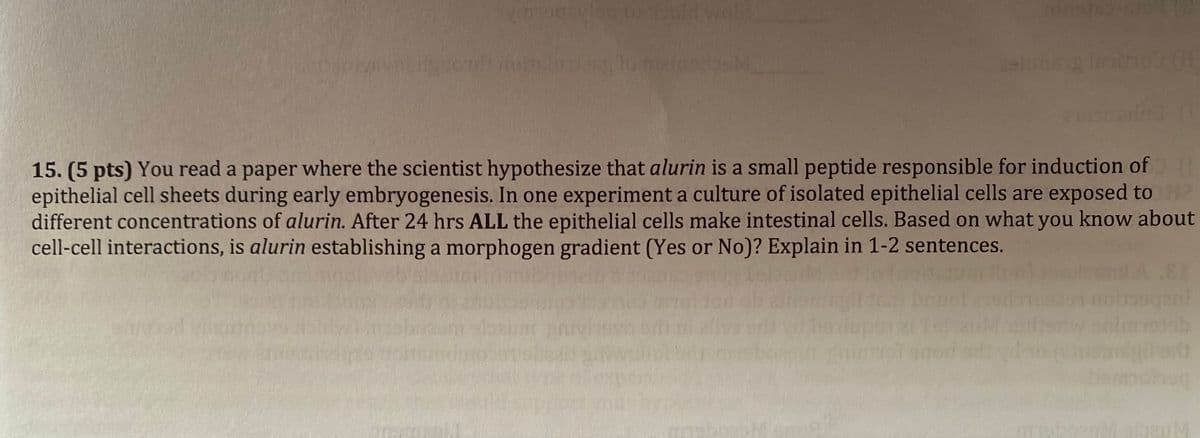 yoold wald
15. (5 pts) You read a paper where the scientist hypothesize that alurin is a small peptide responsible for induction of 1
epithelial cell sheets during early embryogenesis. In one experiment a culture of isolated epithelial cells are exposed to
different concentrations of alurin. After 24 hrs ALL the epithelial cells make intestinal cells. Based on what you know about
cell-cell interactions, is alurin establishing a morphogen gradient (Yes or No)? Explain in 1-2 sentences.
nim
