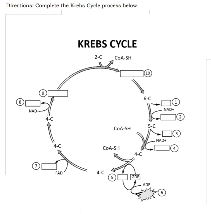 Directions: Complete the Krebs Cycle process below.
KREBS CYCLE
2-C
CoA-SH
(10
6-C
8
(1)
NAD+
NAD+-
4-C
(2)
5-C
COA-SH
3
- NAD+
4-C
CoA-SH
4-C
7
FAD
4-C
(5
GDP
ADP
