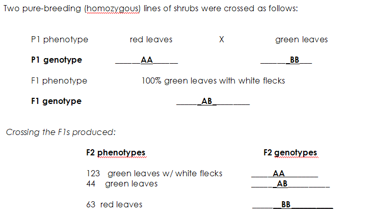 Two pure-breeding (homozygous) lines of shrubs were crossed as follows:
P1 phenotype
red leaves
green leaves
P1 genotype
AA
BB
Fl phenotype
100% green leaves with white flecks
F1 genotype
АВ
Crossing the F1s produced:
F2 phenotypes
F2 genotypes
wwwyywww
123 green leaves w/ white flecks
44 green leaves
AA
AB
63 red leaves
BB
