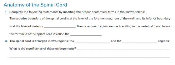 Anatomy of the Spinal Cord
1. Complete the following statements by inserting the proper anatomical terms in the answer blanks.
The superior boundary of the spinal cord is at the level of the foramen magnum of the skull, and its inferior boundary
is at the level of vertebra.
The collection of spinal nerves traveling in the vertebral canal below
the terminus of the spinal cord is called the
3. The spinal cord is enlarged in two regions, the
and the
regions.
What is the significance of these enlargements?
