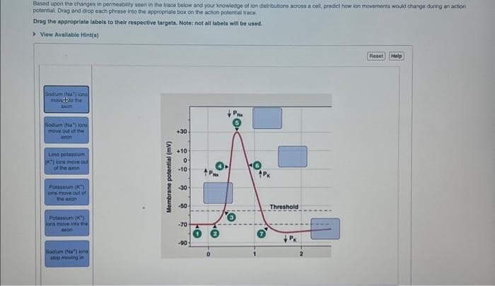 Based upon the changes in permeability seen in the trace below and your knowledge of ion distributions across a cell, predict how lon movements would change during an action
potential. Drag and drop each phrase into the appropriate box on the action potential trace
Drag the appropriate labels to their respective targets. Note: not all labels will be used.
View Available Hint(s)
Sodium (Naj ions
mochto the
SKOP
Sodium (Na) Jons
move out of the
con
Lens potassium
(K) oes move out
of the axon
Potassium (K)
ons move out of
the axon
Potassium (K)
oris move into the
axon
Sodium (Na) kons
stop moving in
Membrane potential (mv)
+30
+10
0
-10
-30
-50
-70
-90
9
Pren
20
PK
Threshold
Reset Help