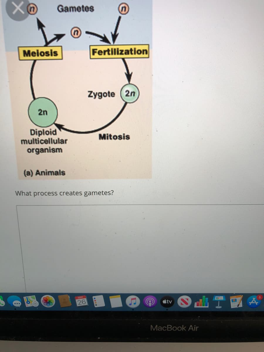 Gametes
Meiosis
Fertilization
Zygote (2n
2n
Diploid
multicellular
organism
Mitosis
(a) Animals
What process creates gametes?
MAY
26
tv
MacBook Air
