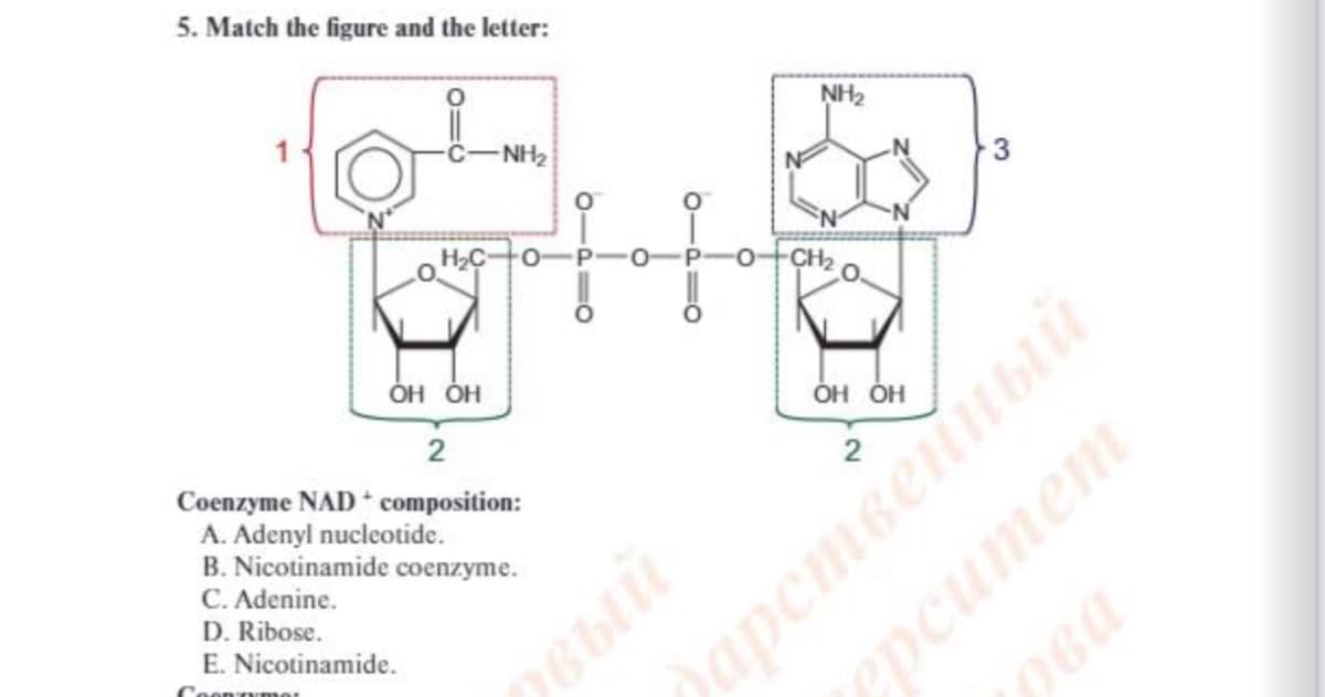 5. Match the figure and the letter:
NH2
-NH2
H2C
P
CH2
дарственный
pea
ОН ОН
ÓH ÓH
2
2
Coenzyme NAD * composition:
A. Adenyl nucleotide.
B. Nicotinamide coenzyme.
C. Adenine.
D. Ribose.
E. Nicotinamide.
O-
орситет
