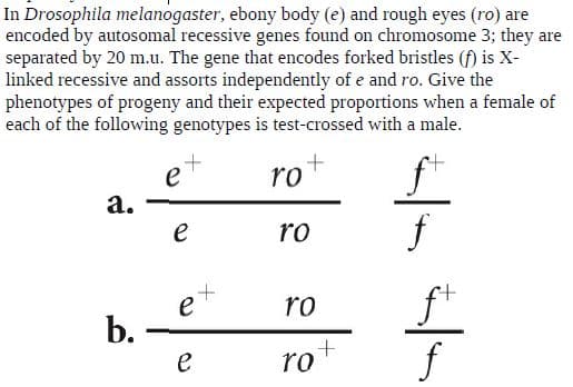 In Drosophila melanogaster, ebony body (e) and rough eyes (ro) are
encoded by autosomal recessive genes found on chromosome 3; they are
separated by 20 m.u. The gene that encodes forked bristles (f) is X-
linked recessive and assorts independently of e and ro. Give the
phenotypes of progeny and their expected proportions when a female of
each of the following genotypes is test-crossed with a male.
ro
a.
ro
ro
b. -
rot
