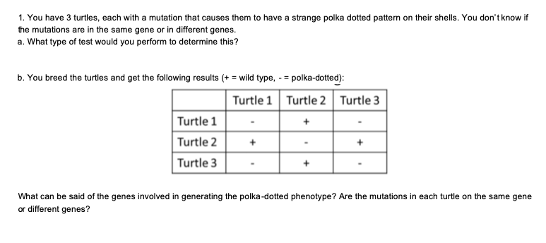 1. You have 3 turtles, each with a mutation that causes them to have a strange polka dotted pattern on their shells. You don't know if
the mutations are in the same gene or in different genes.
a. What type of test would you perform to determine this?
b. You breed the turtles and get the following results (+ = wild type, - = polka-dotted):
Turtle 1 Turtle 2 Turtle 3
Turtle 1
Turtle 2
Turtle 3
What can be said of the genes involved in generating the polka-dotted phenotype? Are the mutations in each turtle on the same gene
or different genes?
