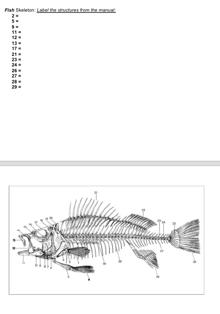 Fish Skeleton: Label the structures from the manual:
2 =
5 =
9 =
11 =
12 =
13 =
17 =
21 =
23 =
24 =
26 =
27 =
28 =
29 =
Is 16 1> e 19 20
13
