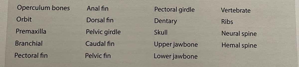 Operculum bones
Anal fin
Pectoral girdle
Vertebrate
Orbit
Dorsal fin
Dentary
Ribs
Premaxilla
Pelvic girdle
Skull
Neural spine
Branchial
Caudal fin
Upper jawbone
Hemal spine
Pectoral fin
Pelvic fin
Lower jawbone
