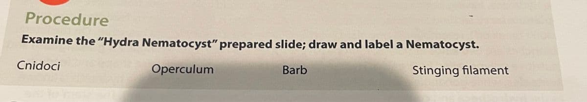 Procedure
Examine the "Hydra Nematocyst" prepared slide; draw and label a Nematocyst.
Cnidoci
Operculum
Barb
Stinging filament
