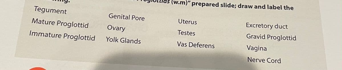 (w.m)" prepared slide; draw and label the
Tegument
Genital Pore
Uterus
Excretory duct
Mature Proglottid
Ovary
Testes
Gravid Proglottid
Immature Proglottid
Yolk Glands
Vas Deferens
Vagina
Nerve Cord
