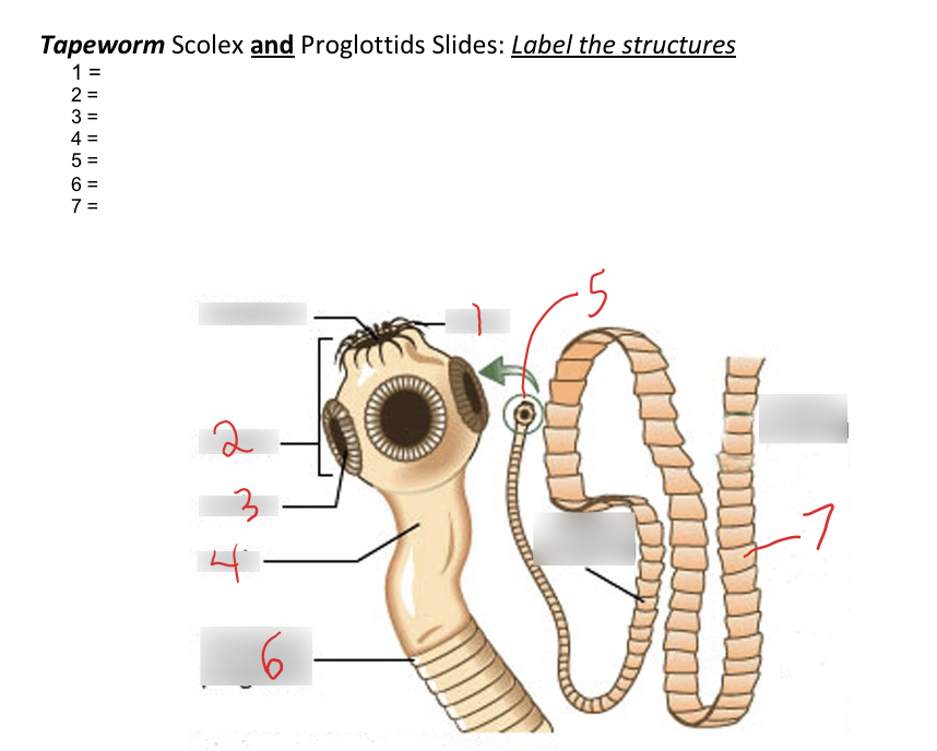 Tapeworm Scolex and Proglottids Slides: Label the structures
1 =
2 =
3 =
5 =
6 =
7
2
4-
Il || || | I| ||||

