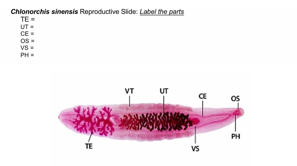 Chlonorchis sinensis Reproductive Slide: Label the parts
ТЕ
%3D
UT
%3D
СЕ 3
OS =
VS =
PH =
VT
UT
CE
OS
PH
TE
VS
