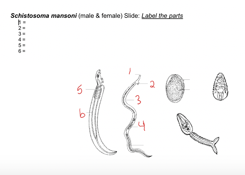 Schistosoma mansoni (male & female) Slide: Label the parts
=
2 =
4 =
5 =
6 =
3.
Il || || || II ||
3 4 5 6
