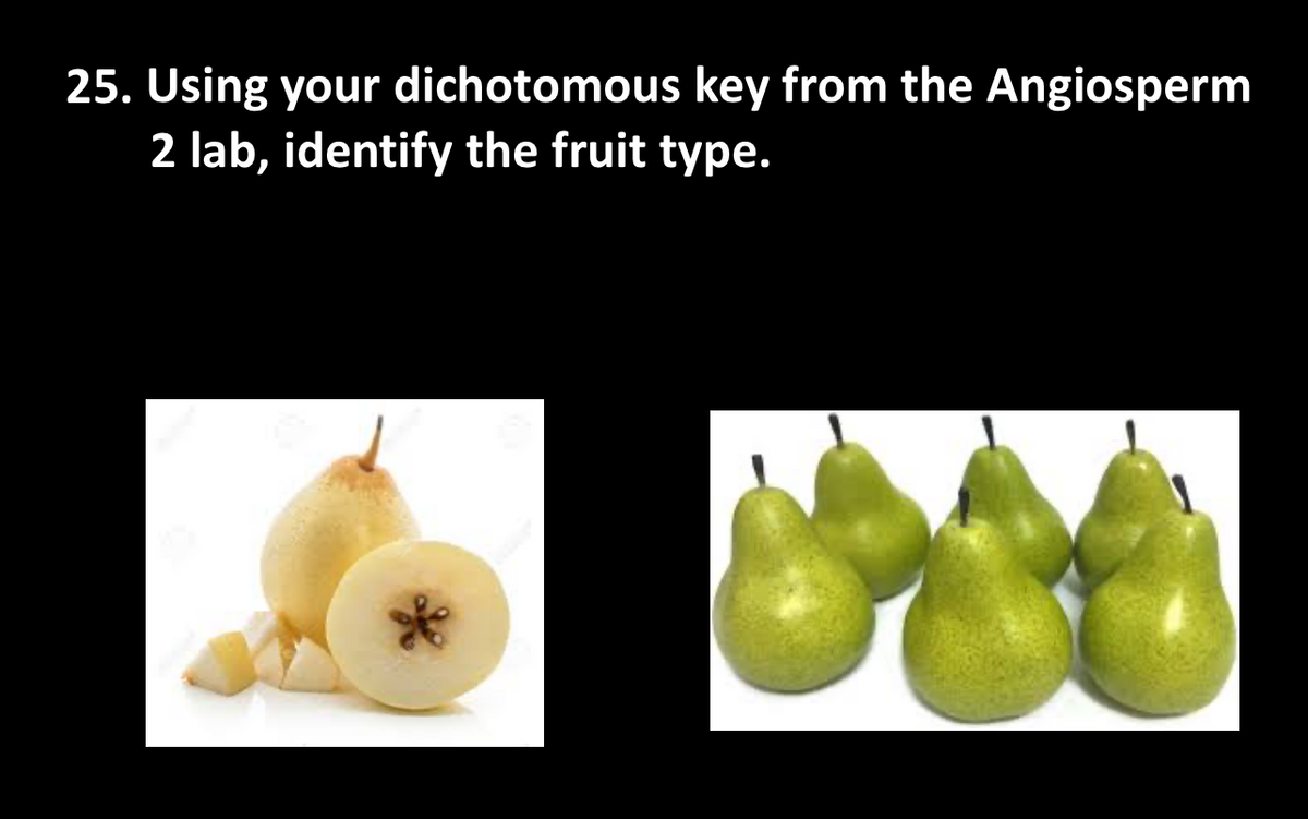 25. Using your dichotomous key from the Angiosperm
2 lab, identify the fruit type.
