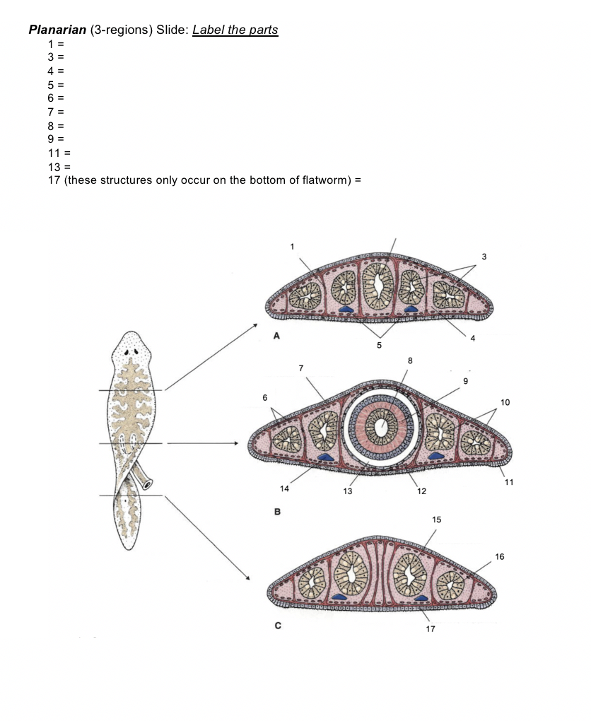Planarian (3-regions) Slide: Label the parts
1 =
3 =
4 =
5 =
6 =
7 =
8 =
9 =
11 =
13 =
17 (these structures only occur on the bottom of flatworm) =
10
11
14
13
12
B
15
16
17
