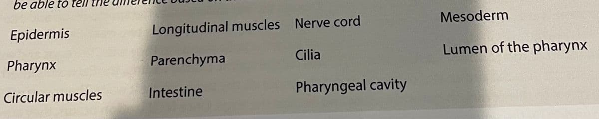 be able to téll the
Mesoderm
Epidermis
Longitudinal muscles Nerve cord
Pharynx
Parenchyma
Cilia
Lumen of the pharynx
Circular muscles
Intestine
Pharyngeal cavity
