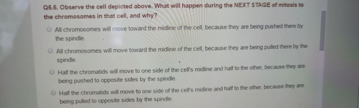 Q6.6. Observe the cell depicted above. What will happen during the NEXT STAGE of mitosis to
the chromosomes in that cell, and why?
O All chromosomes will move toward the midline of the cell, because they are being pushed there by
the spindle.
All chromosomes will move toward the midline of the cell, because they are being pulled there by the
spindle
Half the chromatids will move to one side of the cell's midline and half to the other, because they are
being pushed to opposite sides by the spindle.
Half the chromatids will move to one side of the cell's midline and half to the other, because they are
being pulled to opposite sides by the spindle.
