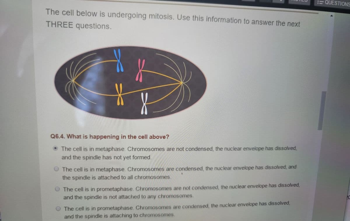 The cell below is undergoing mitosis. Use this information to answer the next
THREE questions.
f
Q6.4. What is happening in the cell above?
The cell is in metaphase. Chromosomes are not condensed, the nuclear envelope has dissolved,
and the spindle has not yet formed.
The cell is in metaphase. Chromosomes are condensed, the nuclear envelope has dissolved, and
the spindle is attached to all chromosomes.
The cell is in prometaphase. Chromosomes are not condensed, the nuclear envelope has dissolved,
and the spindle is not attached to any chromosomes
The cell is in prometaphase. Chromosomes are condensed, the nuclear envelope has dissolved,
and the spindle is attaching to chromosomes.
- QUESTIONS
20