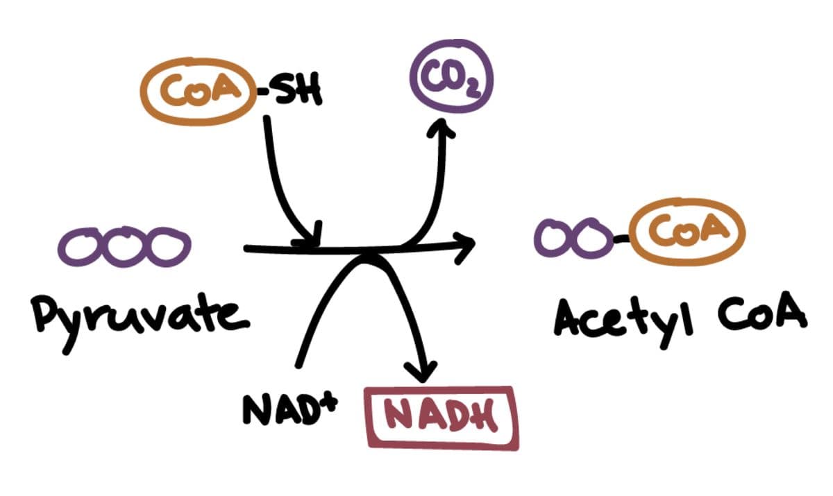 COA-SH
CO
COA
Pyruvate
Acetyl CoA
NAD* NADH
