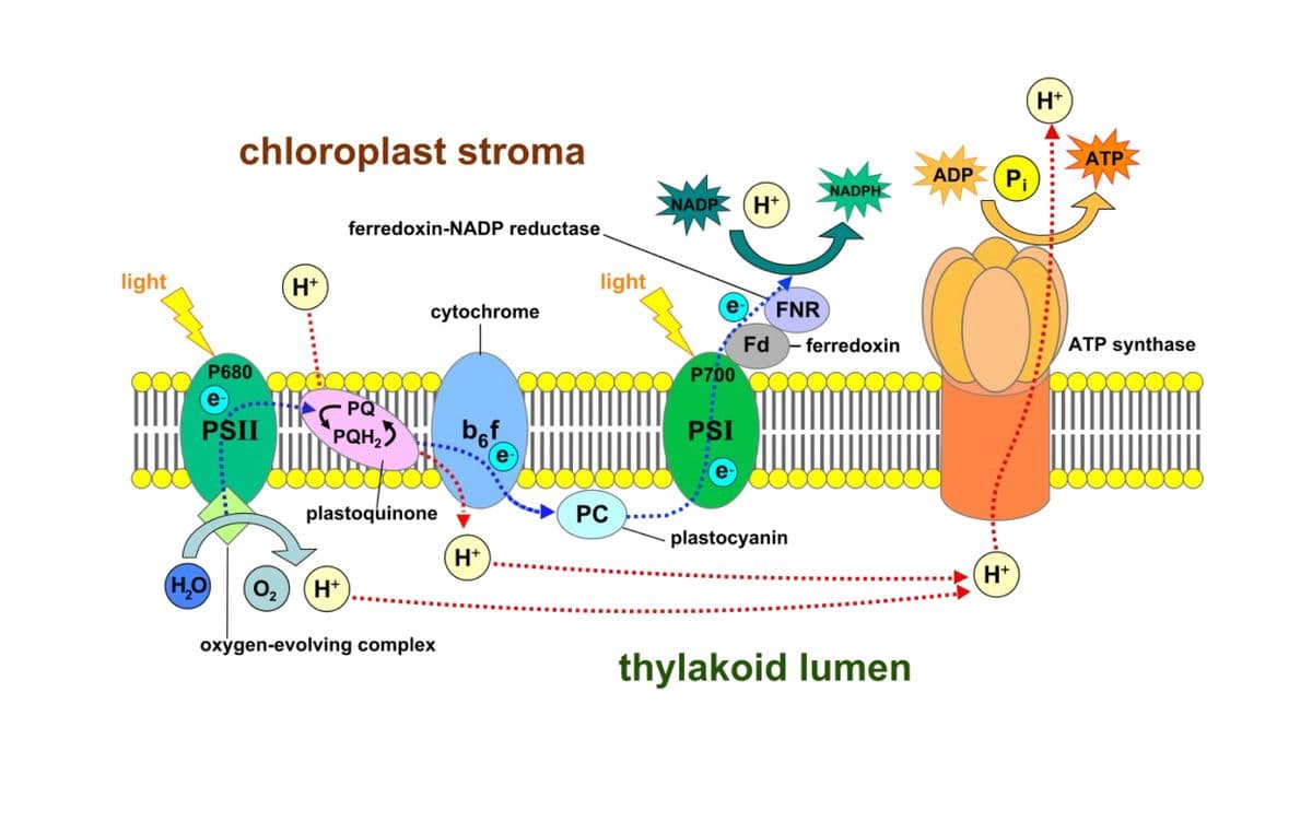 H*
chloroplast stroma
АТР
ADP
Pi
NADPH
NADP
H*
ferredoxin-NADP reductase.
light
H+
light
cytochrome
e). FNR
ATP synthase
Fd - ferredoxin
P700
P680
e-
PQ
PSII
PQH,5
PSI
e-
plastoquinone
PC
plastocyanin
H*
H+
(H,O
O,
H*
oxygen-evolving complex
thylakoid lumen
