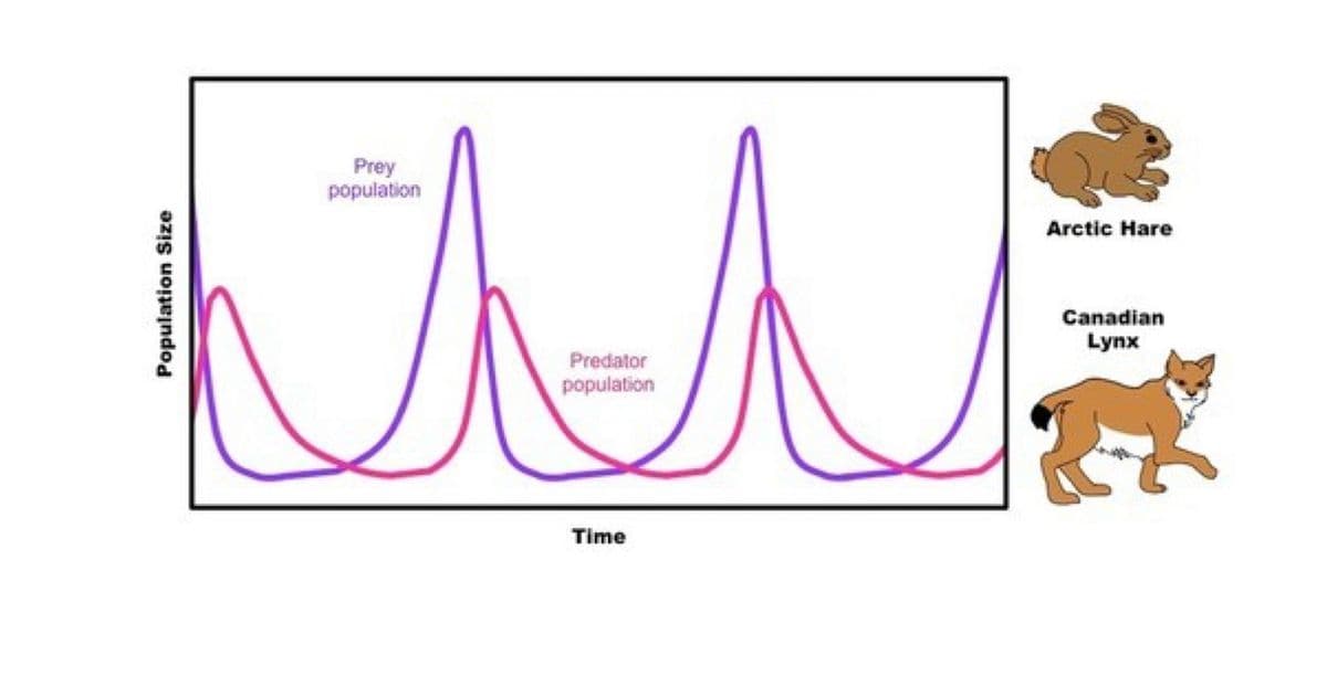 Prey
population
Arctic Hare
Canadian
Lynx
Predator
population
Time
