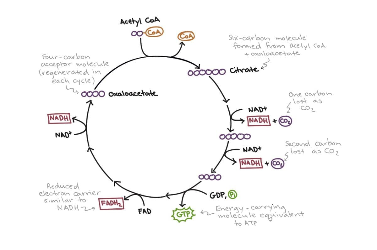 Acetyl CoA
00-COA
COA
Six -carbon molecule
formed from acetyl CoA
+ oxaloacetate
Four-carbon
acceptor molecule
(regenerated in
each cycle)
O00000 Citrate
One carbon
lost as
5 co2
O000 Oxaloacetate
NAD+
NADH
NADH + CO2
NAD*
Secand carbon
NAD+
lost
as COz
NADH + COD
Reduced
electron carrier
similar to
NADH Z7
GDP, O
FADH2
Energy-carrying
n molecule equivalent
FAD
GTP
to ATP
