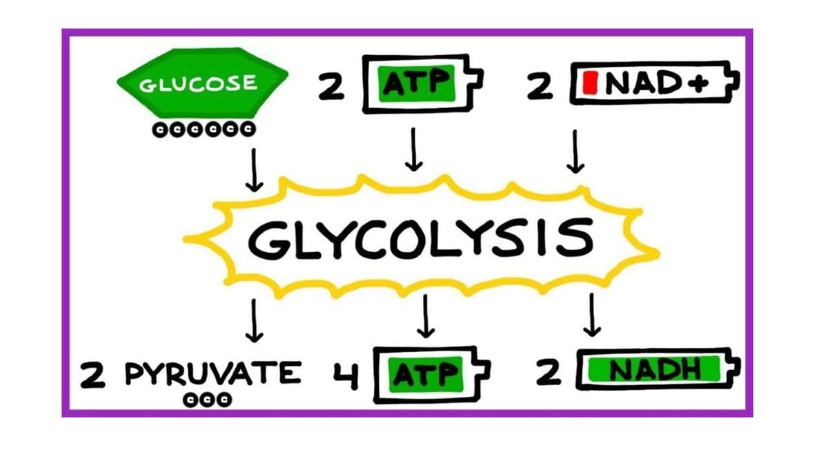 GLUCOSE
2 ATP
2 INAD+
<GLYCOLYSIS
2 PYRUVATE 4ATP
2 NADH
000
