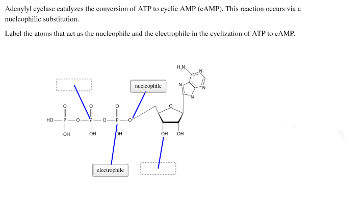 Adenylyl cyclase catalyzes the conversion of ATP to cyclic AMP (CAMP). This reaction occurs via a
nucleophilic substitution.
Label the atoms that act as the nucleophile and the electrophile in the cyclization of ATP to CAMP.
H,N.
nucleophile
HO-P-0-
он
OH
OH
OH
он
electrophile
