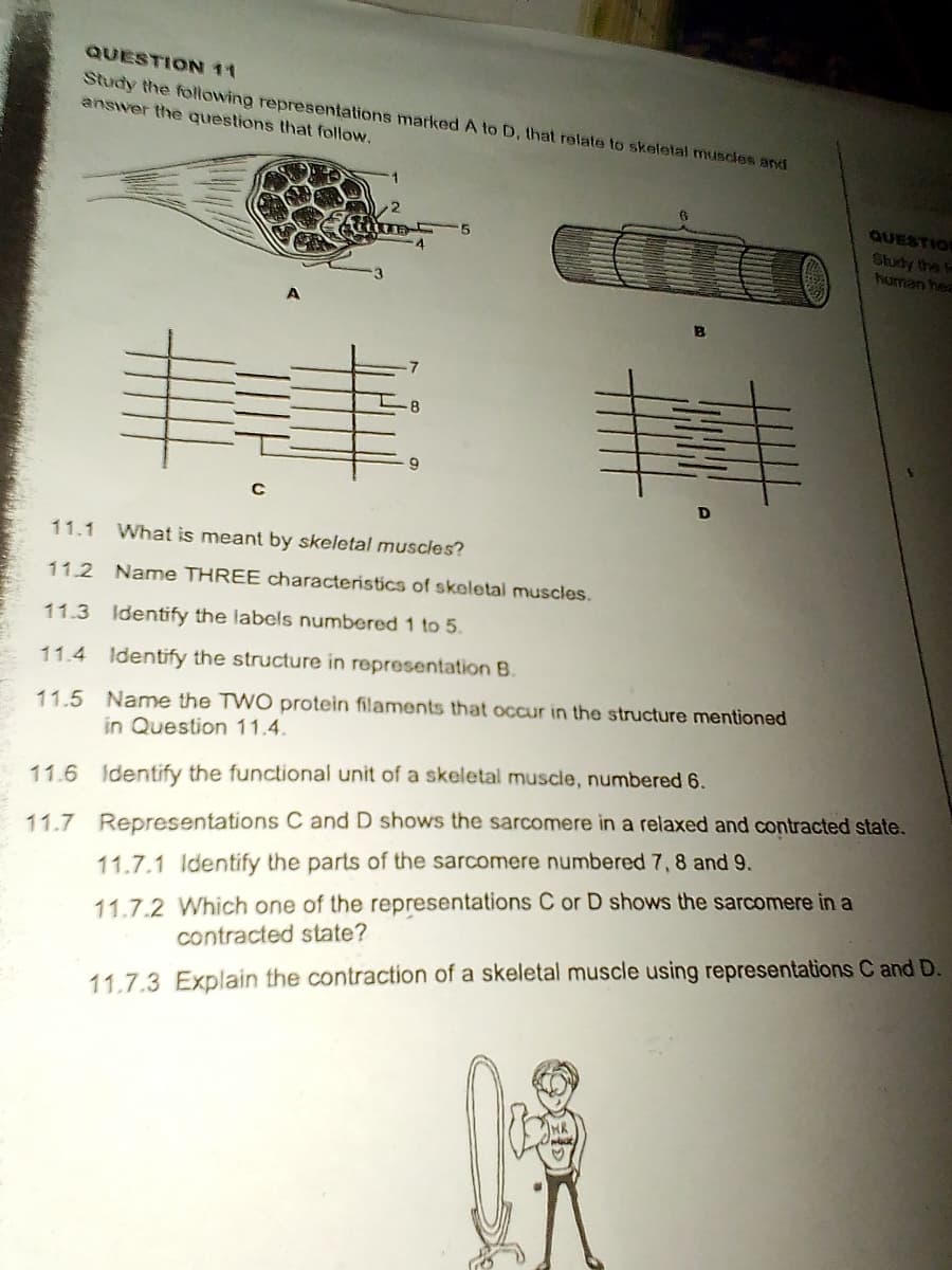 QUESTION 11
Study the following representations marked A to D, that relate to skeletal muscles and
answer the questions that follow.
QUESTION
Study the f
human hea
丰丰
9
D
11.1
What is meant by skeletal muscles?
11.2 Name THREE characteristics of skeletal muscles.
11.3 Identify the labels numbered 1 to 5.
11.4 Identify the structure in representation B.
11.5 Name the TWO protein filaments that occur in the structure mentioned
in Question 11.4.
11.6 Identify the functional unit of a skeletal muscle, numbered 6.
11.7 Representations C and D shows the sarcomere in a relaxed and contracted state.
11.7.1 Identify the parts of the sarcomere numbered 7, 8 and 9.
11.7.2 Which one of the representations C or D shows the sarcomere in a
contracted state?
11.7.3 Explain the contraction of a skeletal muscle using representations C and D.
