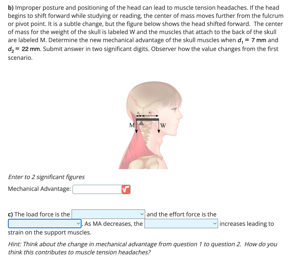 b) Improper posture and positioning of the head can lead to muscle tension headaches. If the head
begins to shift forward while studying or reading, the center of mass moves further from the fulcrum
or pivot point. It is a subtle change, but the figure below shows the head shifted forward. The center
of mass for the weight of the skull is labeled W and the muscles that attach to the back of the skull
are labeled M. Determine the new mechanical advantage of the skull muscles when d₁ = 7 mm and
d₂ = 22 mm. Submit answer in two significant digits. Observer how the value changes from the first
scenario.
Enter to 2 significant figures
Mechanical Advantage:
c) The load force is the
M
✓. As MA decreases, the
strain on the support muscles.
W
and the effort force is the
increases leading to
Hint: Think about the change in mechanical advantage from question 1 to question 2. How do you
think this contributes to muscle tension headaches?