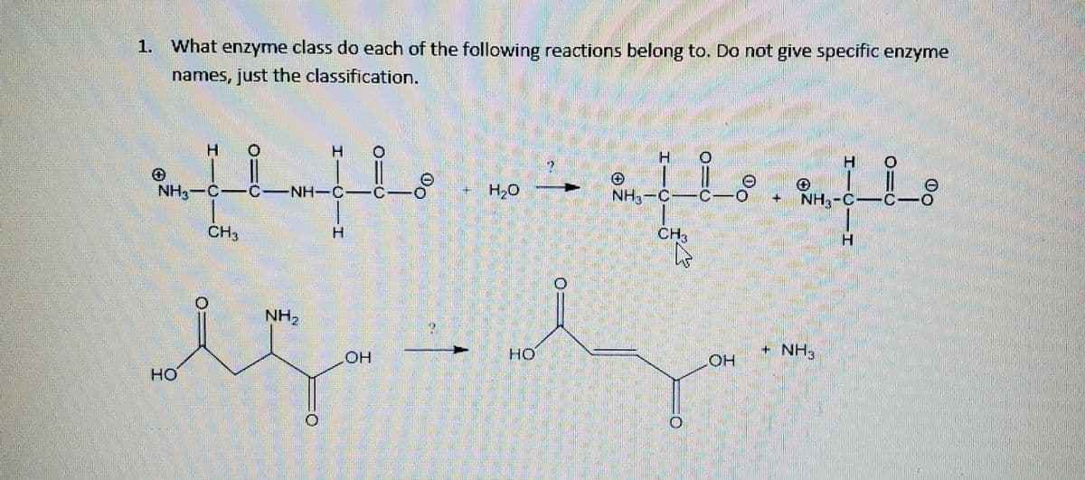 1. What enzyme class do each of the following reactions belong to. Do not give specific enzyme
names, just the classification.
H
H
NH3-C
-
NH-C-
H,0
NH,-C
NH3-C
CH3
CH,
H.
NH2
но
+ NH3
он
он
но
