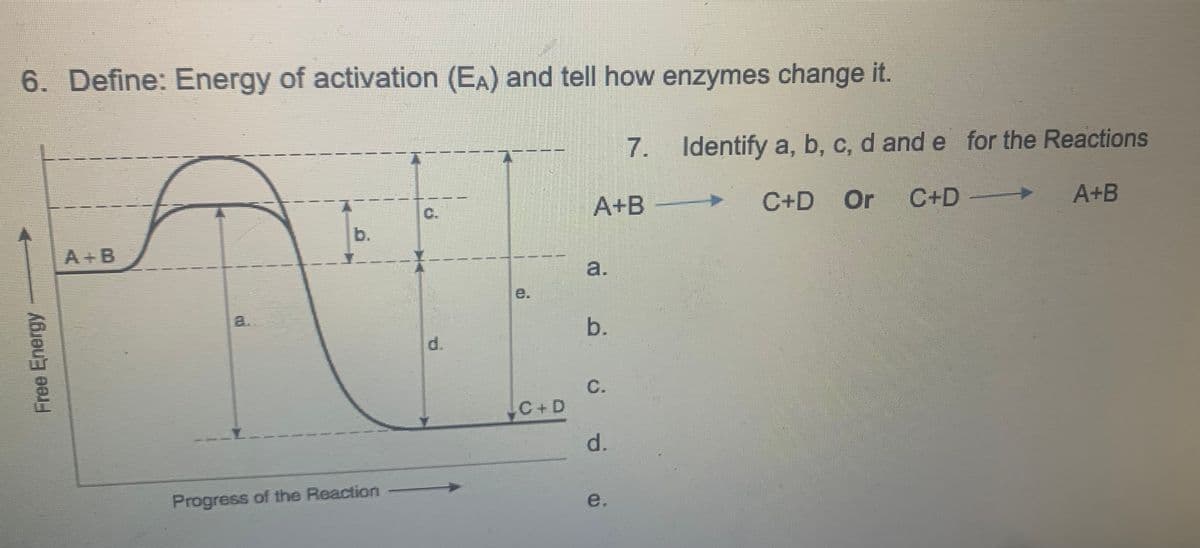 6. Define: Energy of activation (EA) and tell how enzymes change it.
7. Identify a, b, c, d and e for the Reactions
A+B
C+D Or
C+D
A+B
C.
b.
A+B
a.
е.
a.
d.
C.
C+D
d.
Progress of the Reaction
e.
Free Energy
b.
