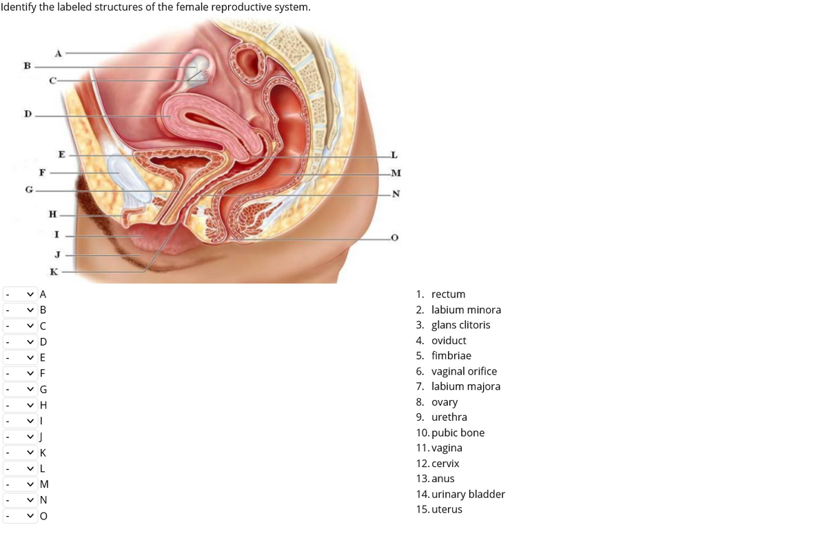 Identify the labeled structures of the female reproductive system.
0000000000
B
D
G
F
VA
✓ C
v D
VE
✓ F
✓ G
УН
vl
-XL M N O
H
✓ K
VL
✓ M
VO
E
I
J
K
M
N
1. rectum
2. labium minora
3. glans clitoris
4. oviduct
5. fimbriae
6. vaginal orifice
7. labium majora
8. ovary
9. urethra
10. pubic bone
11.vagina
12. cervix
13. anus
14. urinary bladder
15. uterus