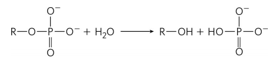 R-0-P-0- + H20
R-ОН + Но—Р—о-
