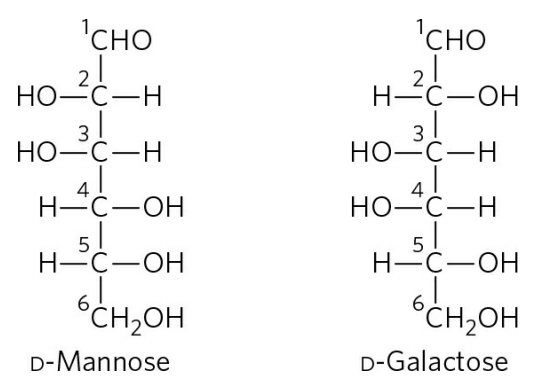 'CHO
'CHO
H-C-OH
НО-С—Н
31
НО-С—Н
4!
Н-С—ОН
51
H-C-OH
3.
НО-С—Н
НО-С—Н
51
Н-с—ОН
6.
°CH2OH
°CH2OH
D-Mannose
D-Galactose
