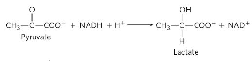 ОН
CH3—С—СОо + NADH + H+
CH3-C-CO0¯ + NAD+
Pyruvate
H
Lactate
