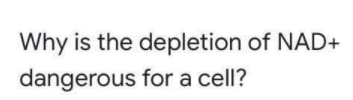 depletion of NAD+
Why is the
dangerous for a cell?