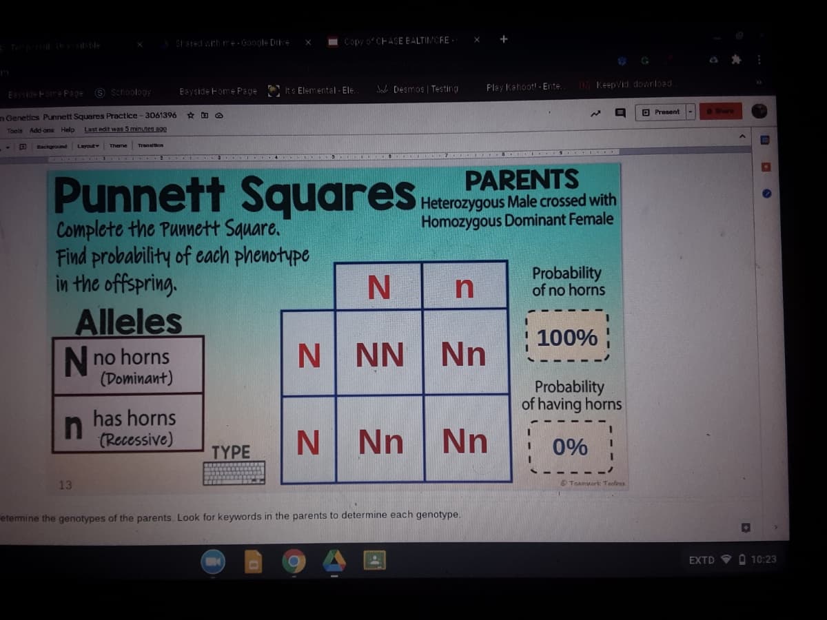 I Copy 0CFASE EALTIMCEE
W Desmos | Testing
Play Kahoot! - Ente.
IMKeepVid download.
S Schoology
Bayside Fome Page
Its Elemental - Ele
Eside FomePage
O Present
n Genetics Punnett Squares Practice - 3061396
Tools Add-ons Help
Last edit wan 5 minutes ago
Background Lvout
Theme Transton
Punnett Squares
PARENTS
Heterozygous Male crossed with
Homozygous Dominant Female
Complete the Punnett Square.
Find probability of each phenotype
in the offspring.
Probability
of no horns
Alleles
100%
N no horns
(Dominant)
N NN Nn
Probability
of having horns
has horns
(Recessive)
N Nn
Nn
ΤΥΡE
! 0%
13
Teamwork Tasefeex
etemine the genotypes of the parents. Look for keywords in the parents to determine each genotype.
EXTD
O 10:23
