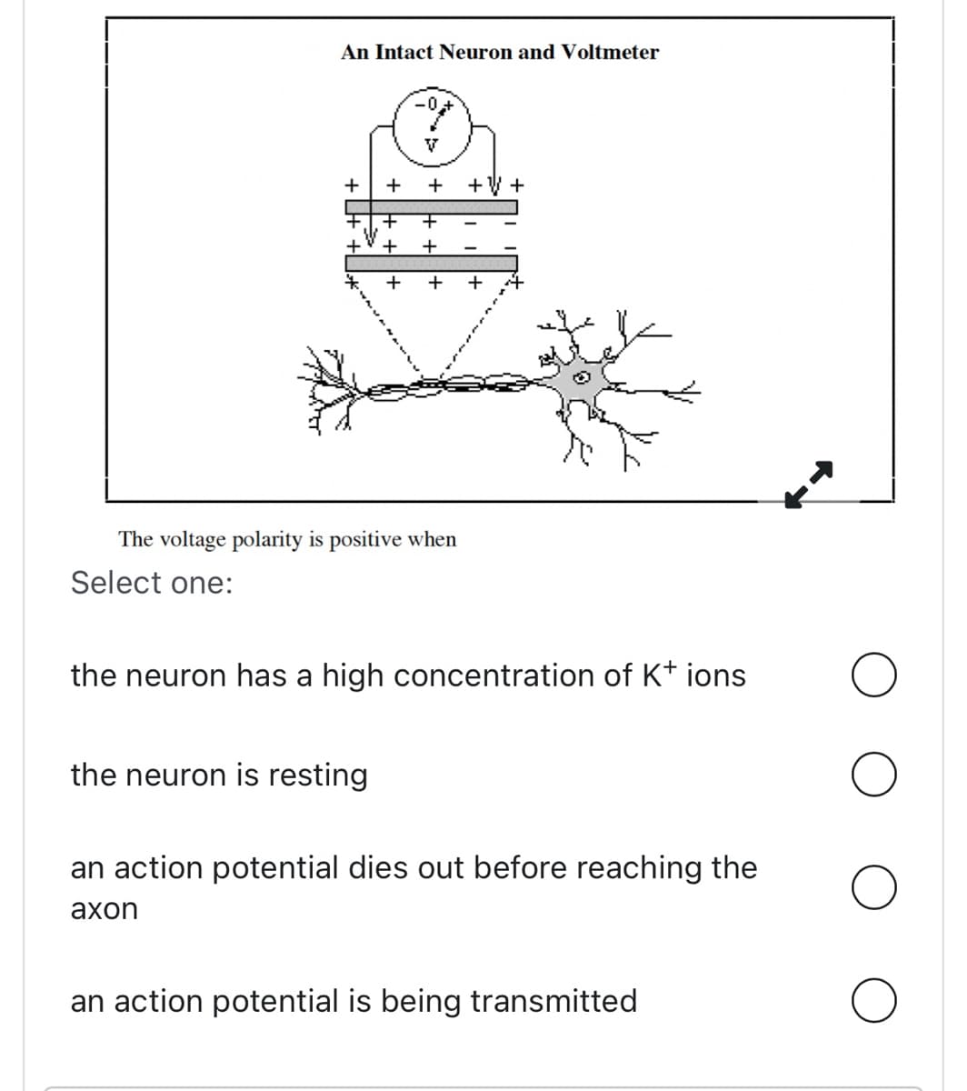 An Intact Neuron and Voltmeter
Select one:
+H
-0,+
V
the neuron is resting
+ + ++
The voltage polarity is positive when
+ +
+
+
+ +
the neuron has a high concentration of K+ ions
an action potential dies out before reaching the
axon
an action potential is being transmitted