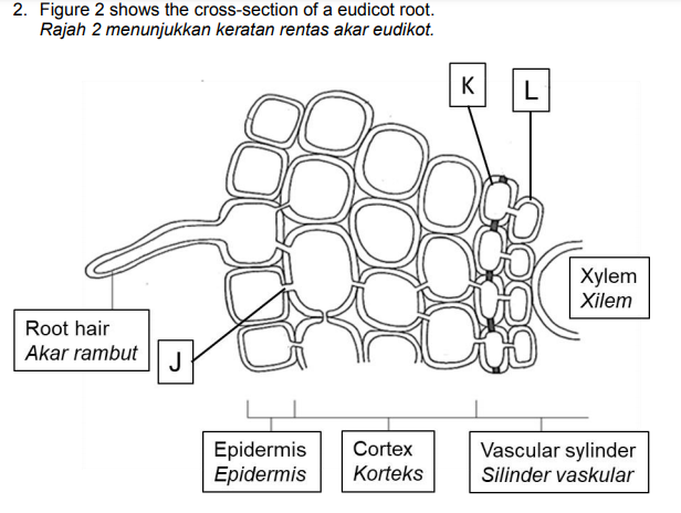 2. Figure 2 shows the cross-section of a eudicot root.
Rajah 2 menunjukkan keratan rentas akar eudikot.
K
L
Xylem
Xilem
Root hair
Akar rambut
J
Epidermis
Epidermis
Vascular sylinder
Silinder vaskular
Cortex
Korteks
