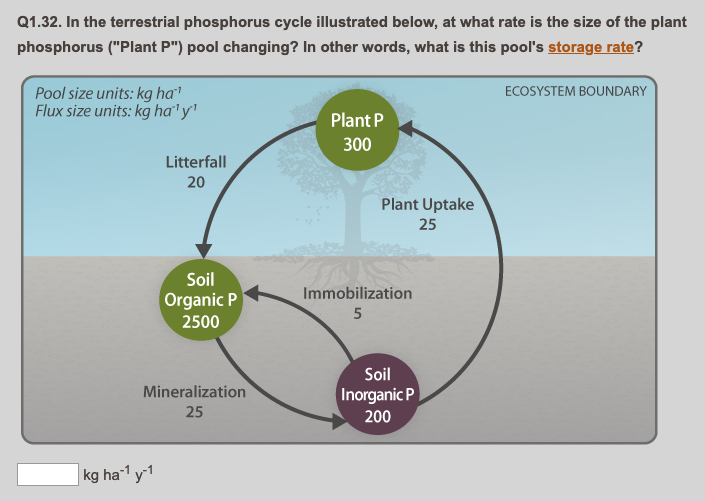 Q1.32. In the terrestrial phosphorus cycle illustrated below, at what rate is the size of the plant
phosphorus ("Plant P") pool changing? In other words, what is this pool's storage rate?
Pool size units: kg ha
Flux size units: kg ha' y'
ECOSYSTEM BOUNDARY
Plant P
300
Litterfall
20
Plant Uptake
25
Soil
Immobilization
Organic P
2500
Soil
Mineralization
Inorganic P
25
200
kg ha1 y1

