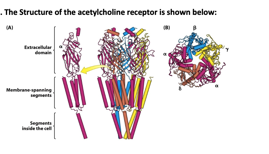 The Structure of the acetylcholine receptor is shown below:
(A)
(B)
Extracellular
domain
8
Membrane-spanning
segments
Segments
inside the cell
