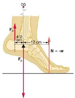 CG
FA
4.0
cm
-12 cm-
N = -w
F.
