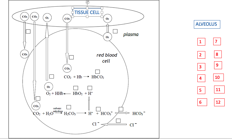 TISSUE CELL (
CO:
CO:
O2
ALVEOLUS
plasma
1
CO:
red blood
8
cell
9.
CO:
CO2 + Hb
HBCO2
4
10
5
11
O2 + HHb+ HbO2 + H*
6
12
CO:
carbonic
anhydrase
CO + H20"
H2CO3
• H* + HCO,
HCO;-
7.
2.
3.
