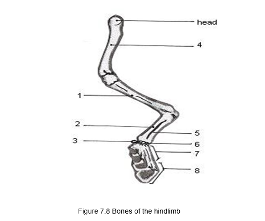 head
4
2
5
3
7
8
Figure 7.8 Bones of the hindlimb
