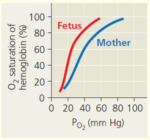 100
Fetus
80
Mother
60
40
20
O 20 40 60 80 100
Po, (mm Hg)
O, saturation of
hemoglobin (%)
