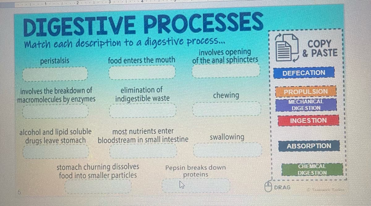 DIGESTIVE PROCESSES
Match each description to a digestive process.
involves opening
of the anal sphincters
COPY
& PASTE
peristalsis
food enters the mouth
DEFECATION
involves the breakdown of
macromolecules by enzymes
elimination of
PROPULSION
chewing
indigestible waste
MECHANICALI
DIGESTION
INGESTION
alcohol and lipid soluble
drugs leave stomach
most nutrients enter
bloodstream in small intestine
swallowing
ABSORPTION
stomach churning dissolves
food into smaller particles
CHEMICAL
Pepsin breaks down
proteins
DIGESTION
DRAG
O 6 Tool
