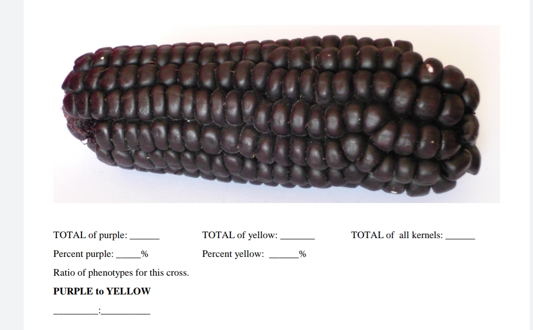 TOTAL of purple:
TOTAL of yellow:
TOTAL of all kernels:
Percent purple:
Percent yellow:
%
Ratio of phenotypes for this cross.
PURPLE to YELLOW
