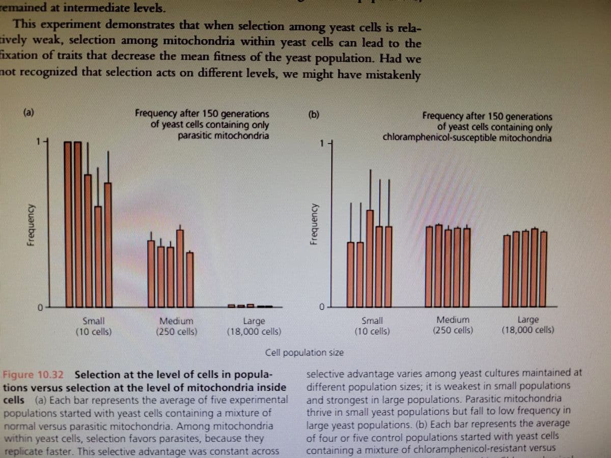 remained at intermediate levels.
This experiment demonstrates that when selection among yeast cells is rela-
tively weak, selection among mitochondria within yeast cells can lead to the
fixation of traits that decrease the mean fitness of the yeast population. Had we
not recognized that selection acts on different levels, we might have mistakenly
(a)
Frequency
10
Small
(10 cells)
Frequency after 150 generations
of yeast cells containing only
parasitic mitochondria
Medium
(250 cells)
--
Large
(18,000 cells)
(b)
Figure 10.32 Selection at the level of cells in popula-
tions versus selection at the level of mitochondria inside
cells (a) Each bar represents the average of five experimental
populations started with yeast cells containing a mixture of
normal versus parasitic mitochondria. Among mitochondrial
within yeast cells, selection favors parasites, because they
replicate faster. This selective advantage was constant across
Frequency
Cell population size
Frequency after 150 generations
of yeast cells containing only
chloramphenicol-susceptible mitochondria
Small
(10 cells)
Medium
(250 cells)
Large
(18,000 cells)
selective advantage varies among yeast cultures maintained at
different population sizes; it is weakest in small populations
and strongest in large populations. Parasitic mitochondria
thrive in small yeast populations but fall to low frequency in
large yeast populations. (b) Each bar represents the average
of four or five control populations started with yeast cells
containing a mixture of chloramphenicol-resistant versus